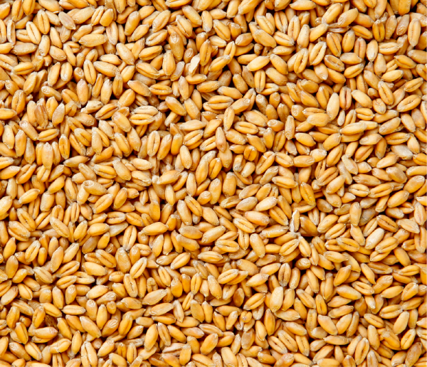 grains de blé